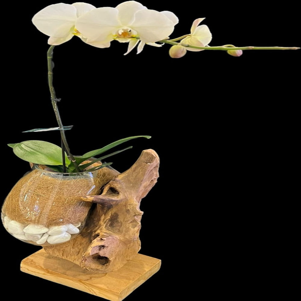 ORCHID UNIQUE DESIGN WITH IRON BASE