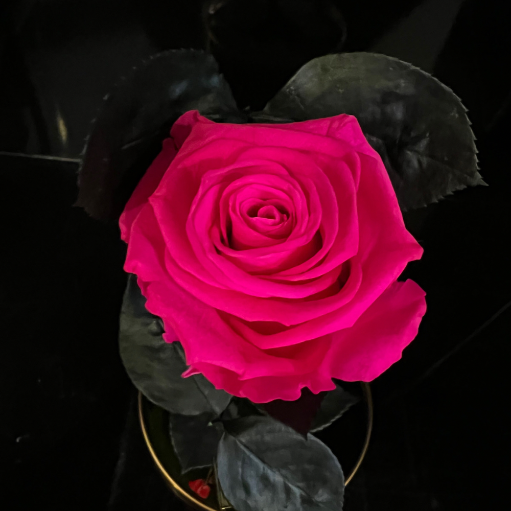 LONG LASTING ROSE - SMALL DARK PINK