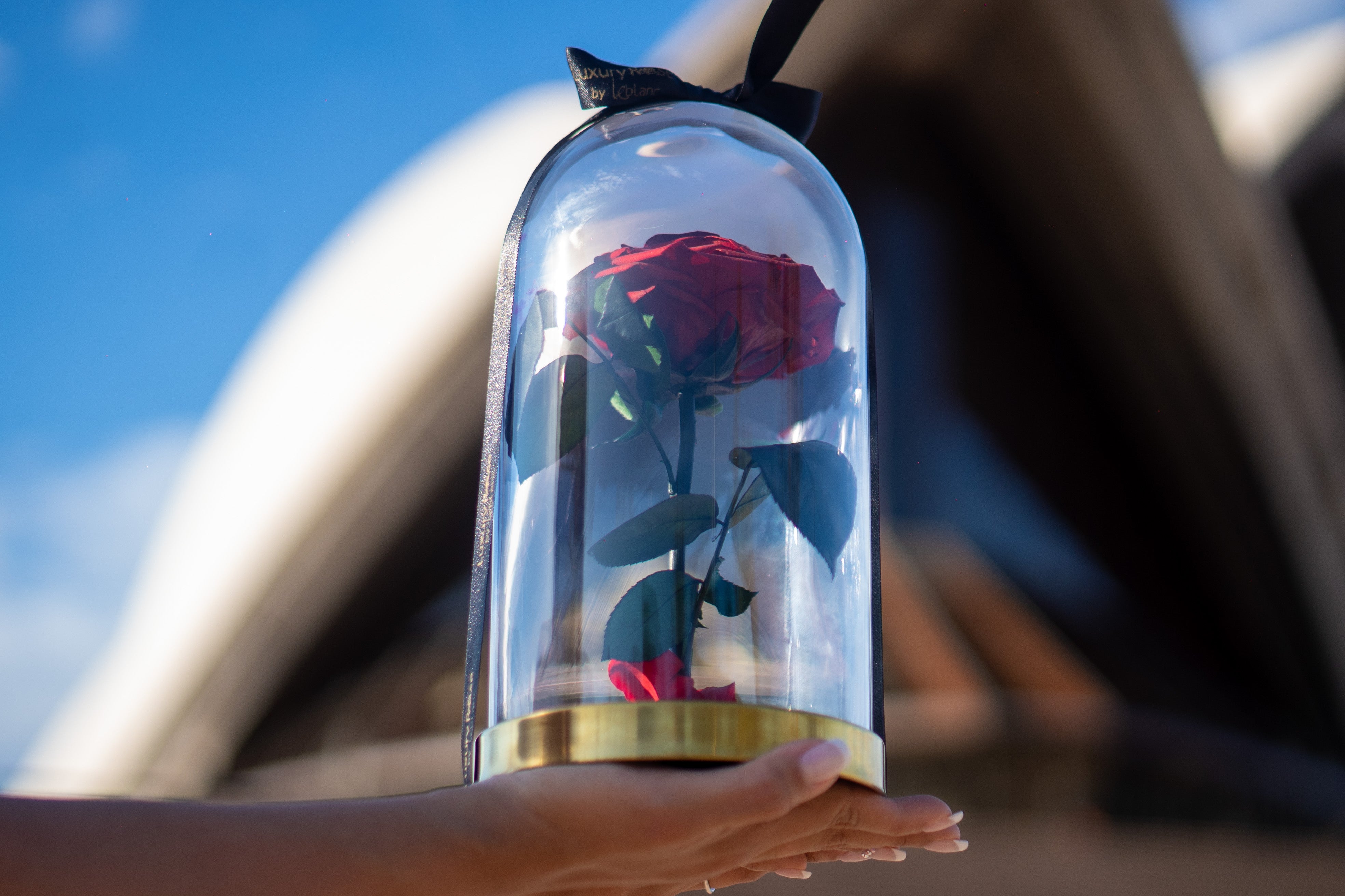 LUXURY ROSES – Luxury Roses