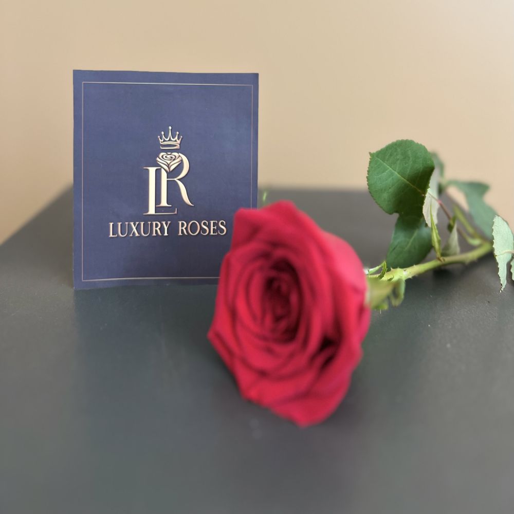 Premium Long-Stemmed Roses: The Epitome of Elegance