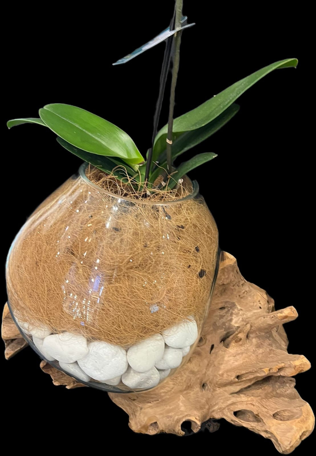 ORCHID UNIQUE DESIGN