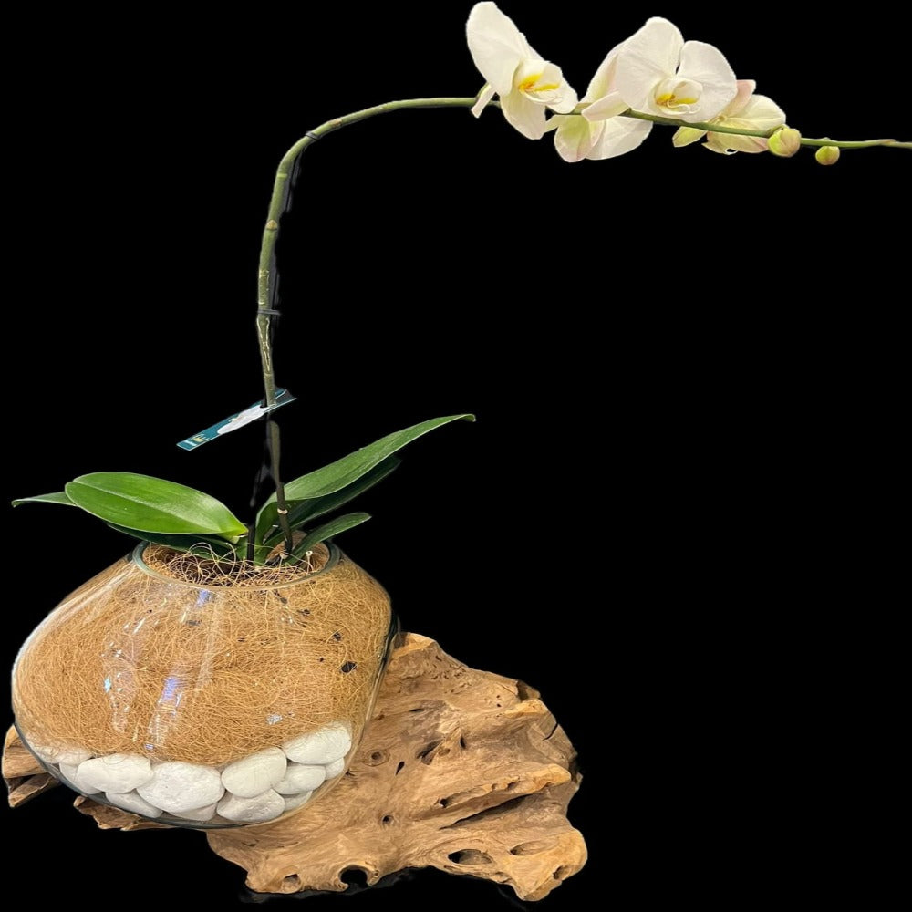 ORCHID UNIQUE DESIGN