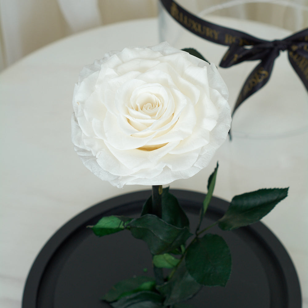 White Roses Sturdy LONG LASTING ROSE - JUMBO WHITE – Luxury Roses