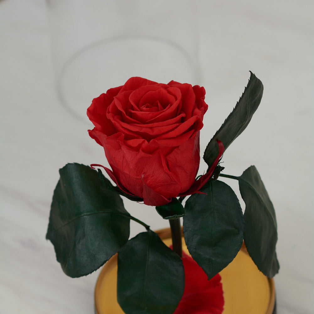 LONG LASTING ROSE - SMALL RED – Luxury Roses